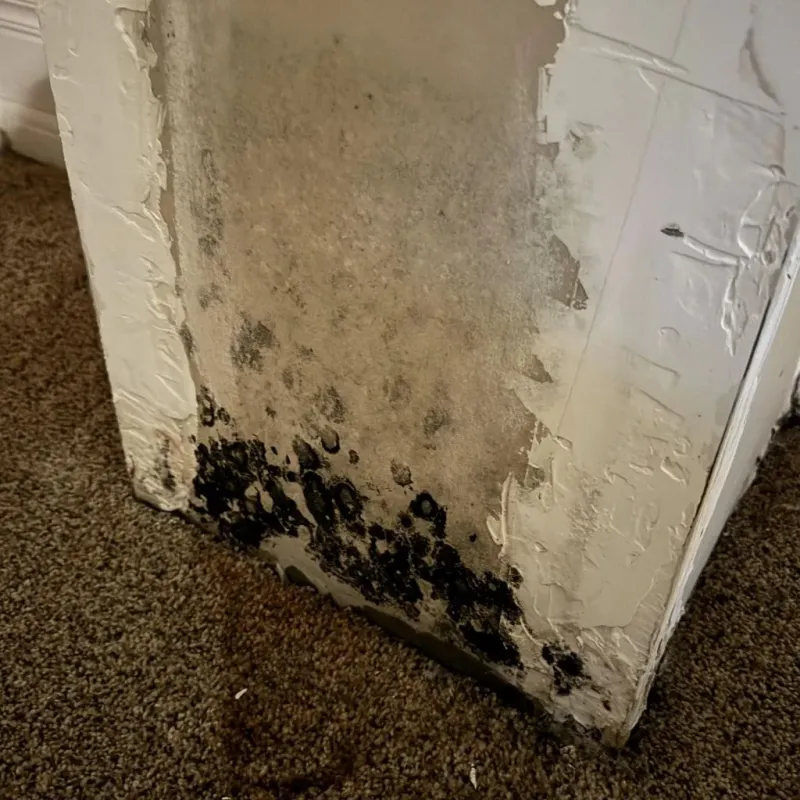 Professional Mold Removal in Hamilton, TX